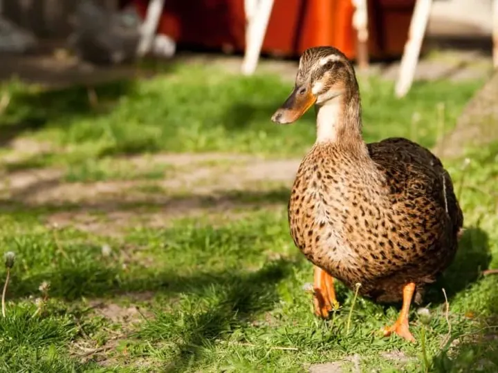 11 Things You Need To Know About Raising Backyard Ducks