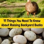 11 Things You Need To Know About Raising Backyard Ducks