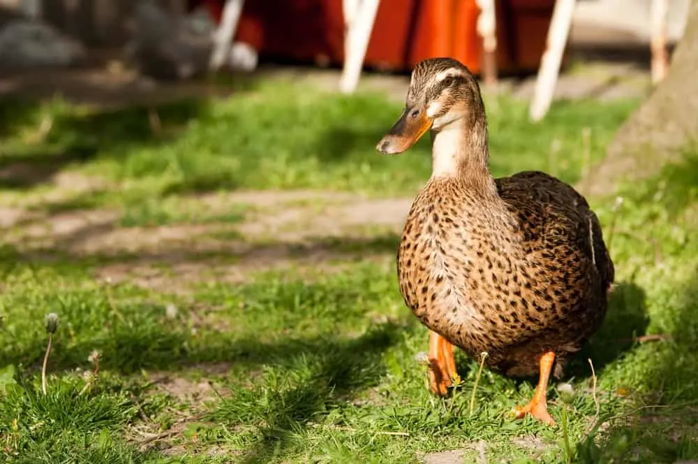 Raising and Caring for Backyard Ducks