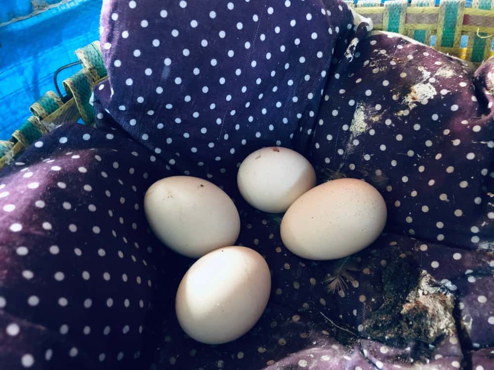 Bantam Chicken Eggs