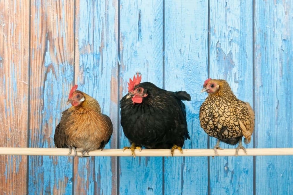 Bantam Chickens 5 Reasons To Raise "Mini Chickens" & How To Care For Them
