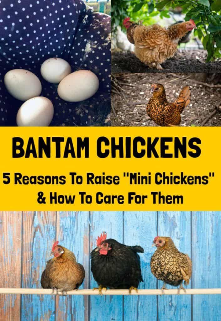 Bantam Chickens: 5 Reasons To Raise "Mini Chickens" & How To Care For Them