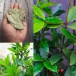 How To Grow & Care For A Bay Tree & Bay Leaf Uses
