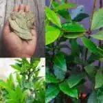 How To Grow & Care For A Bay Tree & Bay Leaf Uses