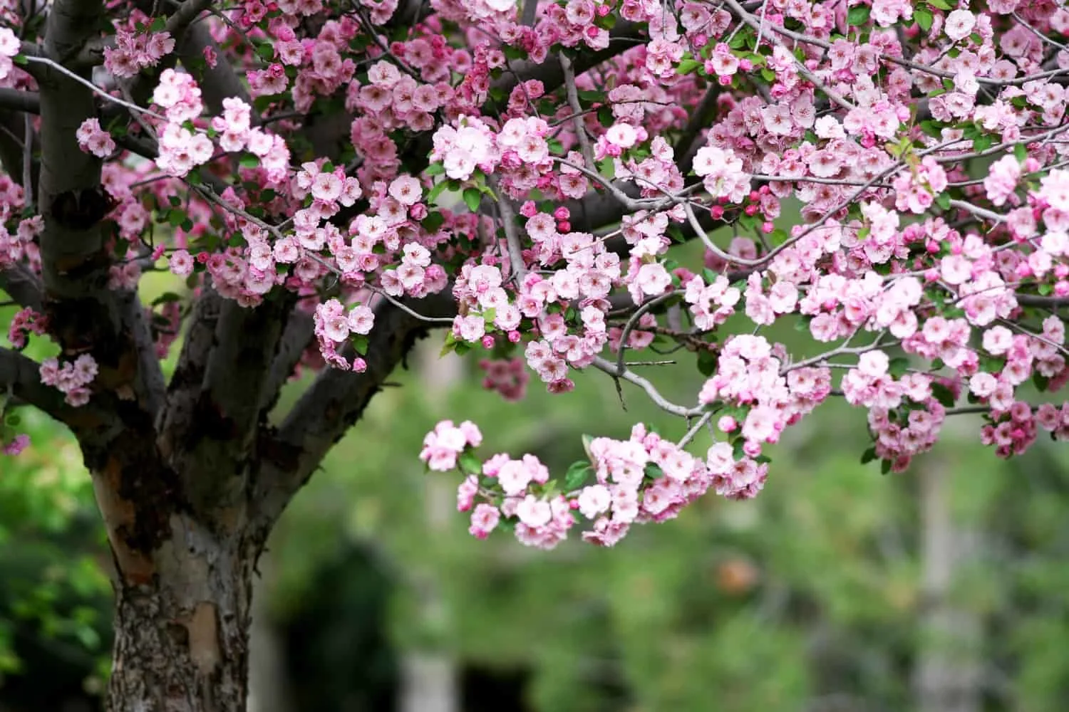 Brandywine crabapple tree in full bloom. 