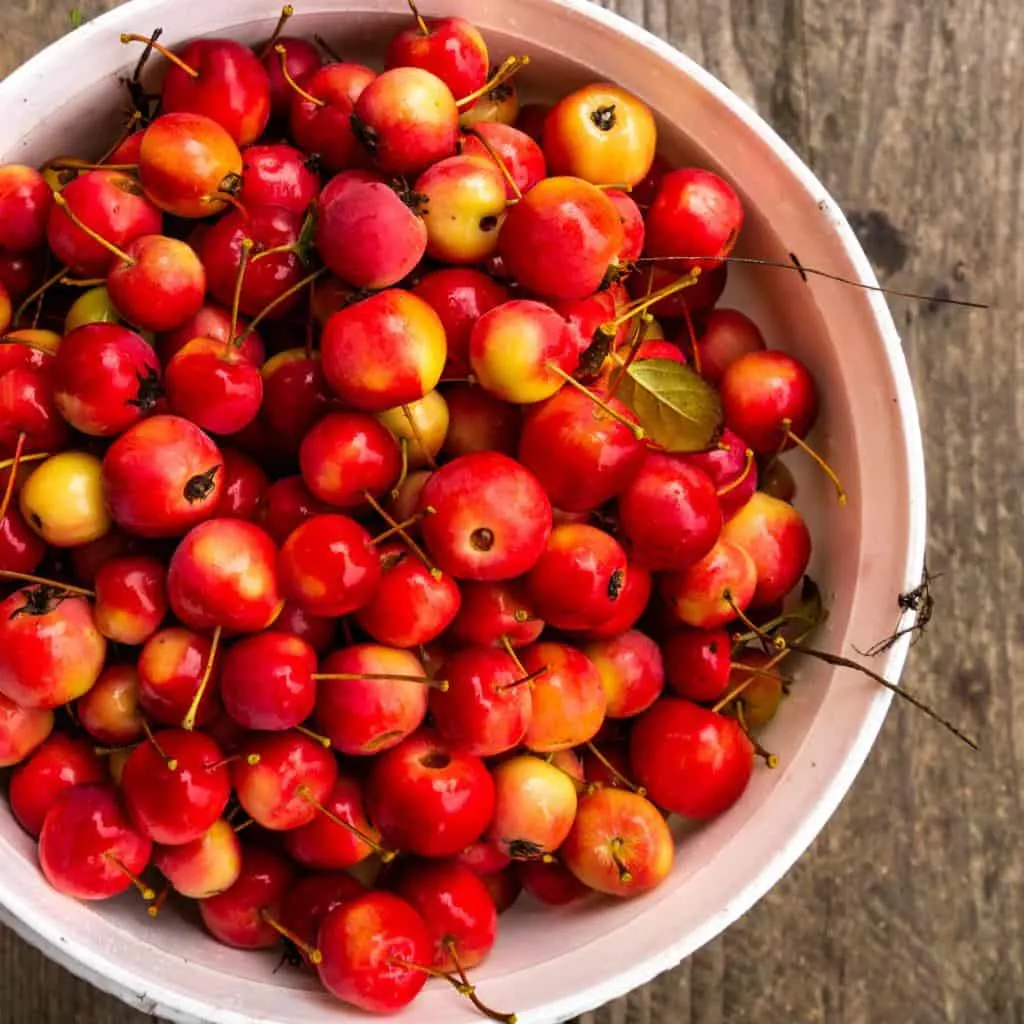A bucket of freshly harvested ripe crabapples.