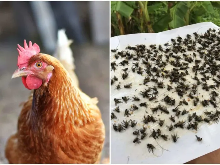 5 Things That Work For Getting Rid Of Flies In The Chicken Coop (& 5 That Don't)