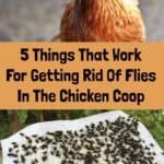 5 Things That Work For Getting Rid Of Flies In The Chicken Coop (& 3 That Don't!)