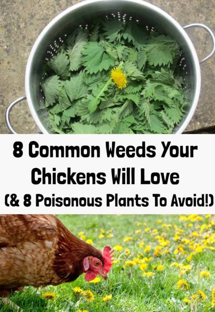 8 Common Weeds Your Chickens Will Love (& 8 Poisonous Plants To Avoid!)
