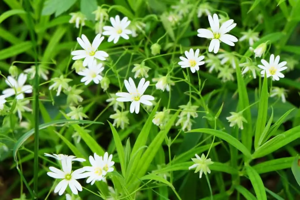 Chickweed