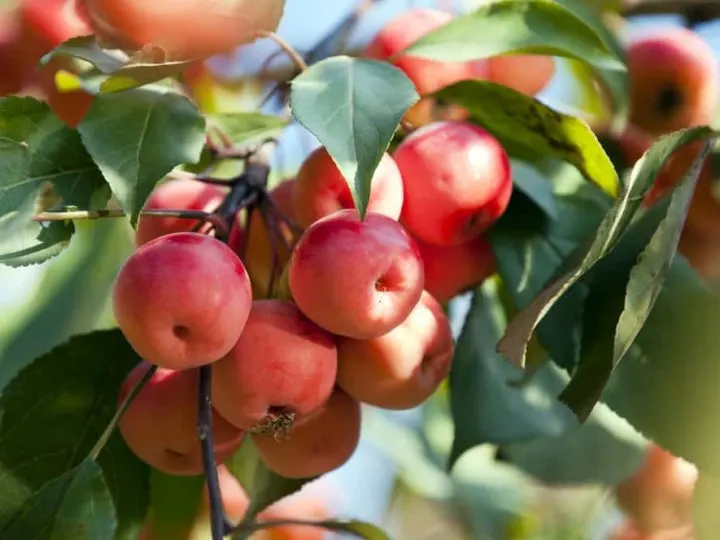 The Total Guide To Growing & Caring For A Crabapple Tree