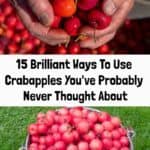 How To Use Crabapples: 15 Delicious Recipes You've Probably Never Tried