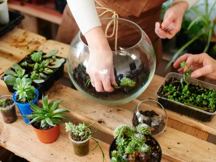 DIY Terrariums: Everything You Need To Know To Build Your Own Plant Terrarium