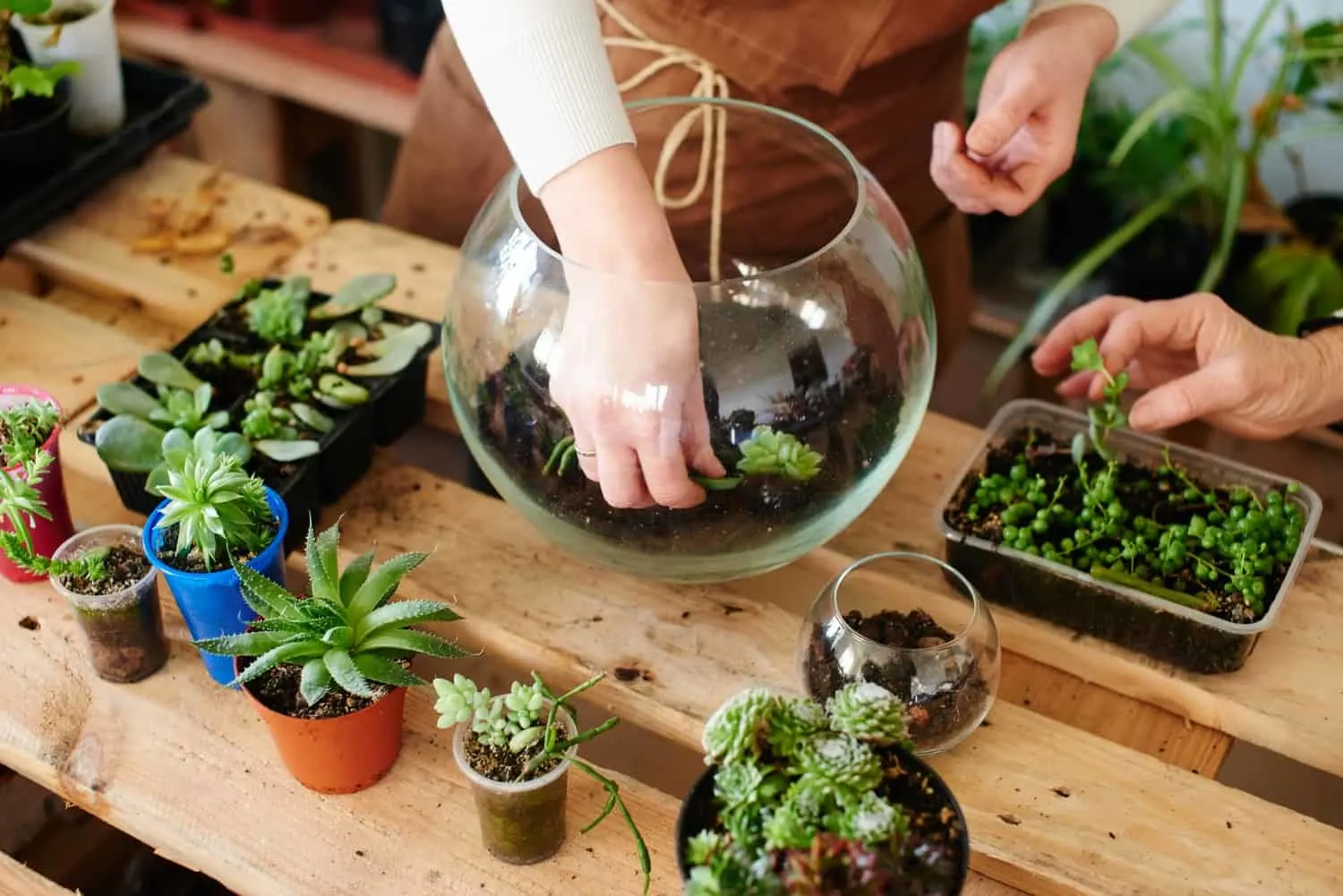 DIY Terrariums: Everything You Need To Know To Build Your Own
