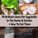 15 Brilliant Uses For Eggshells In The Home & Garden + How To Eat Them