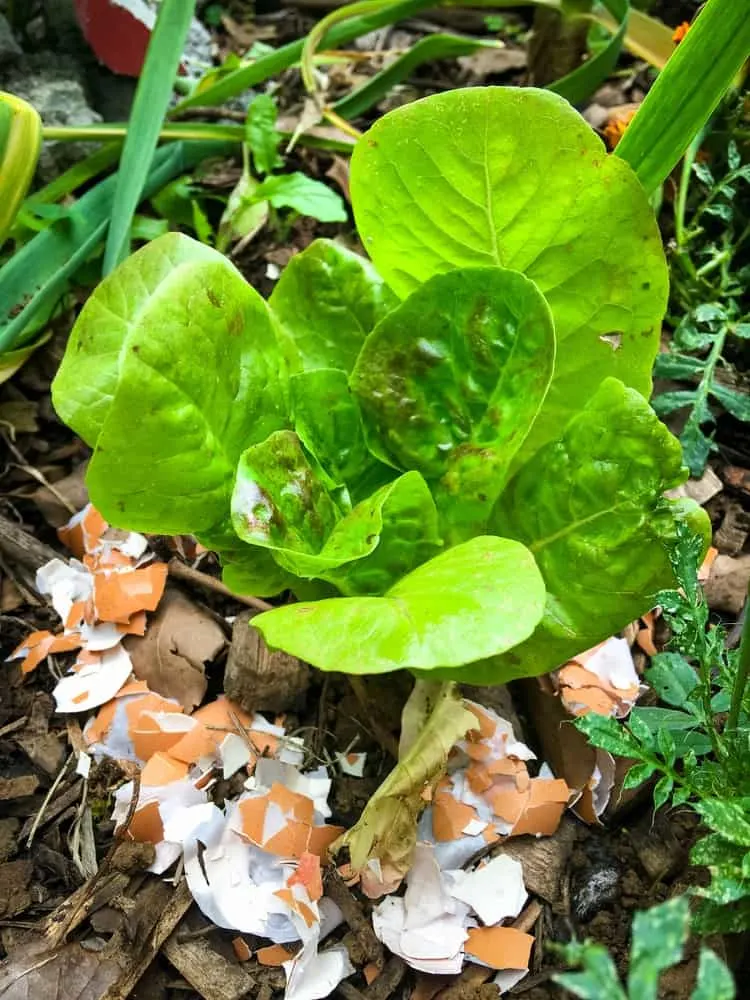 Crushed eggshells around the base of plant to protect against slugs and snails.