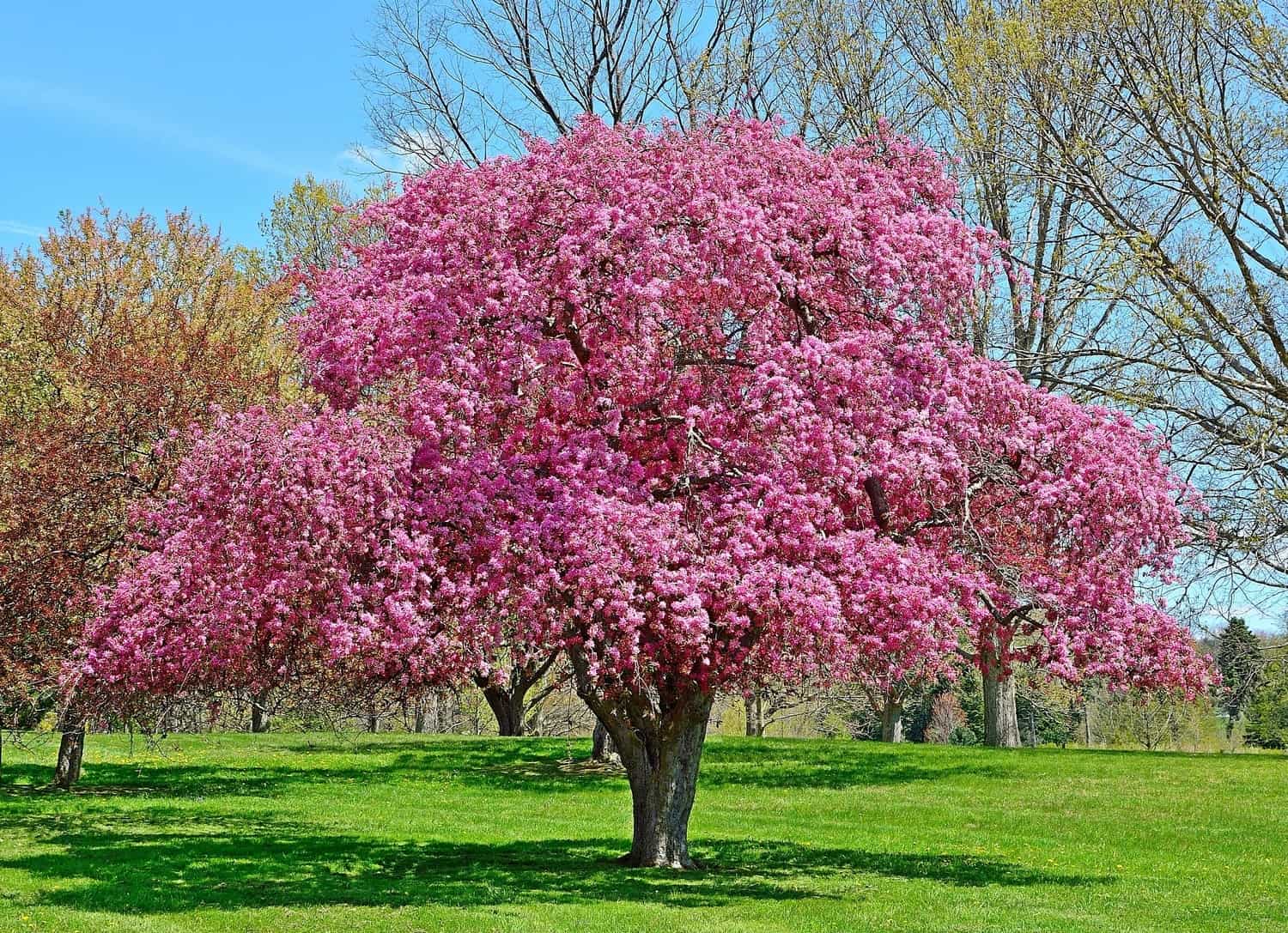 A mature crabapple tree in full bloom. 