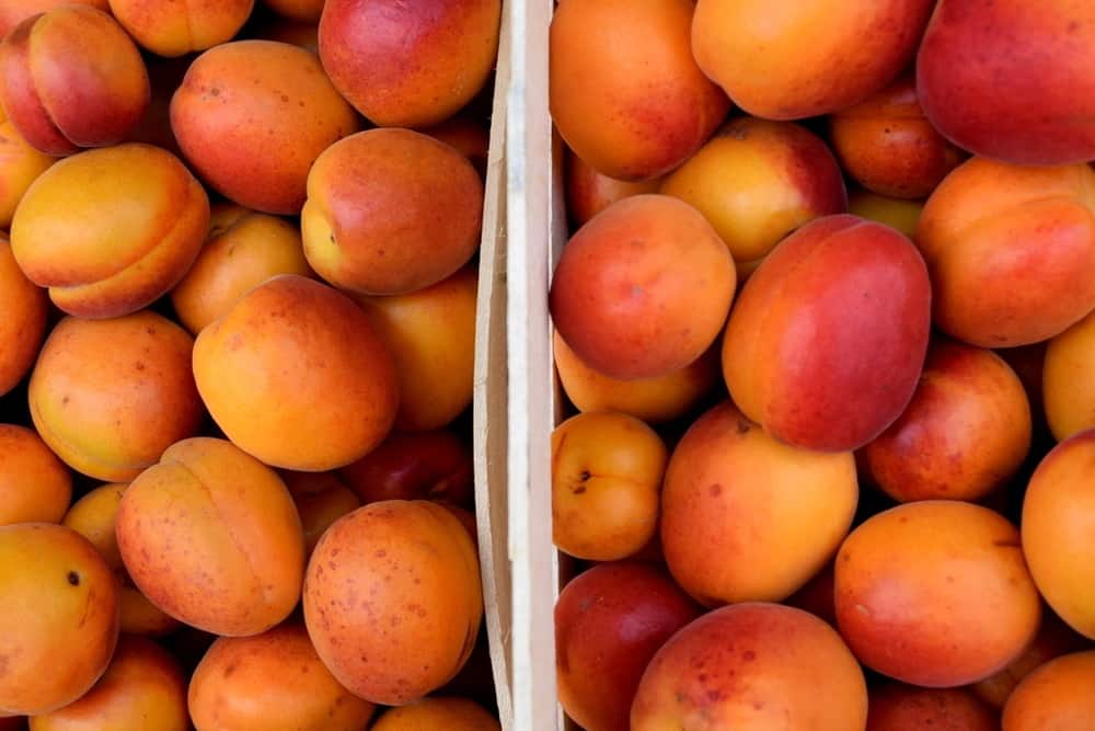 Large harvest of fresh apricots.