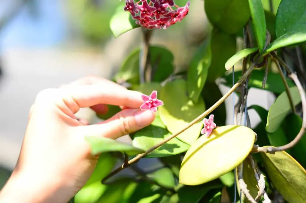 Hoya Plants: The Total Guide To Growing & Caring For The "Wax Plant"