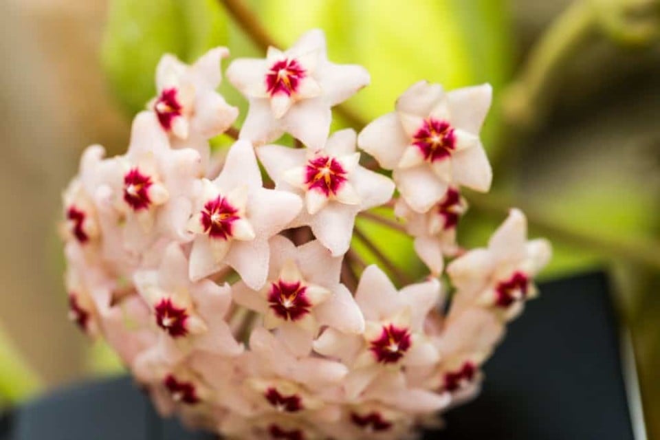 Hoya Plants The Total Guide To Growing & Caring For The "Wax Plant"