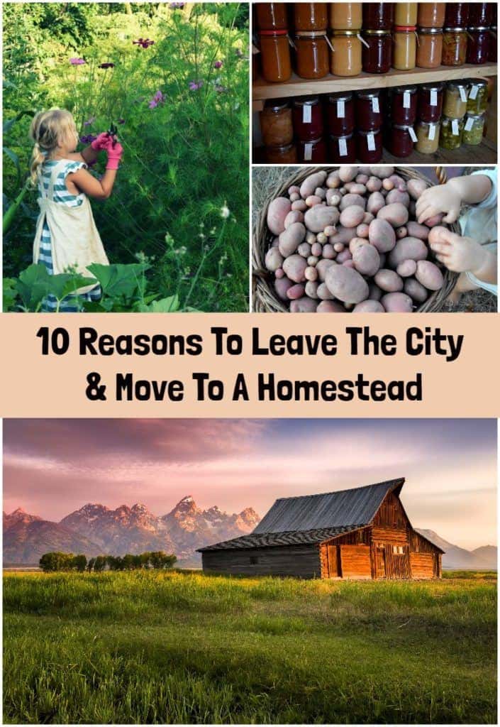 10 Reasons To Leave The City & Move To A Homestead