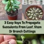 3 Easy Ways To Propagate Succulents From Leaf, Stem Or Branch Cuttings