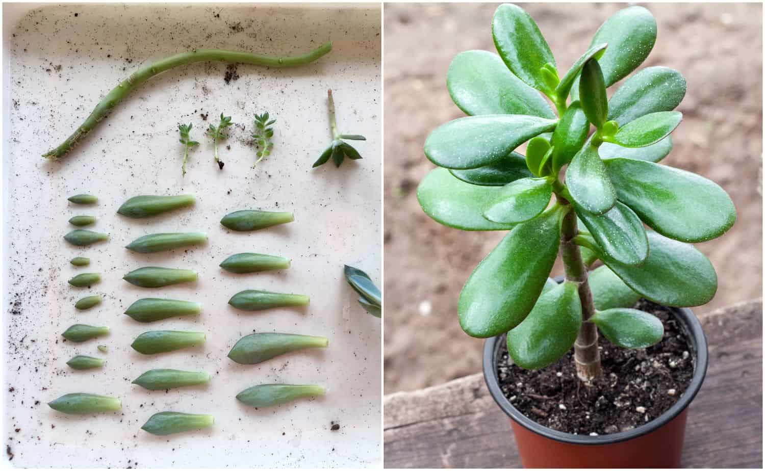 3 Easy Ways To Propagate Succulents From Leaf, Stem Or Branch Cuttings