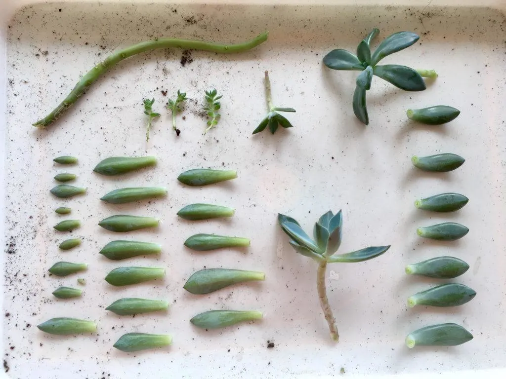 , 3 formas de propagar suculentas a partir de esquejes de hojas, tallos o ramas