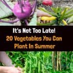 It's Not Too Late! 20 Vegetables You Can Plant In Summer