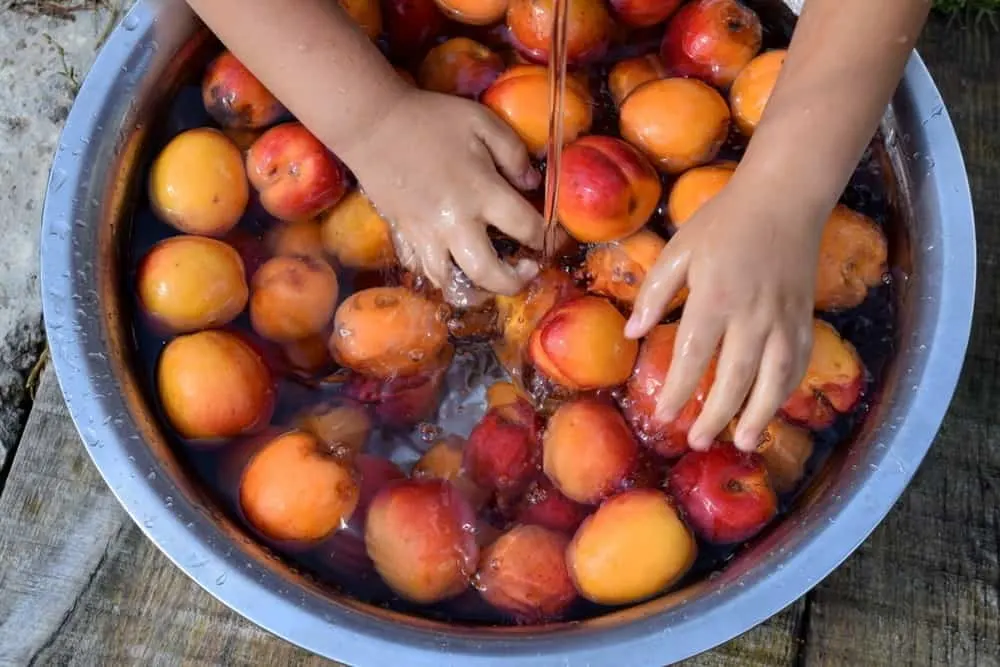 Hands washing apricots in a bowl.