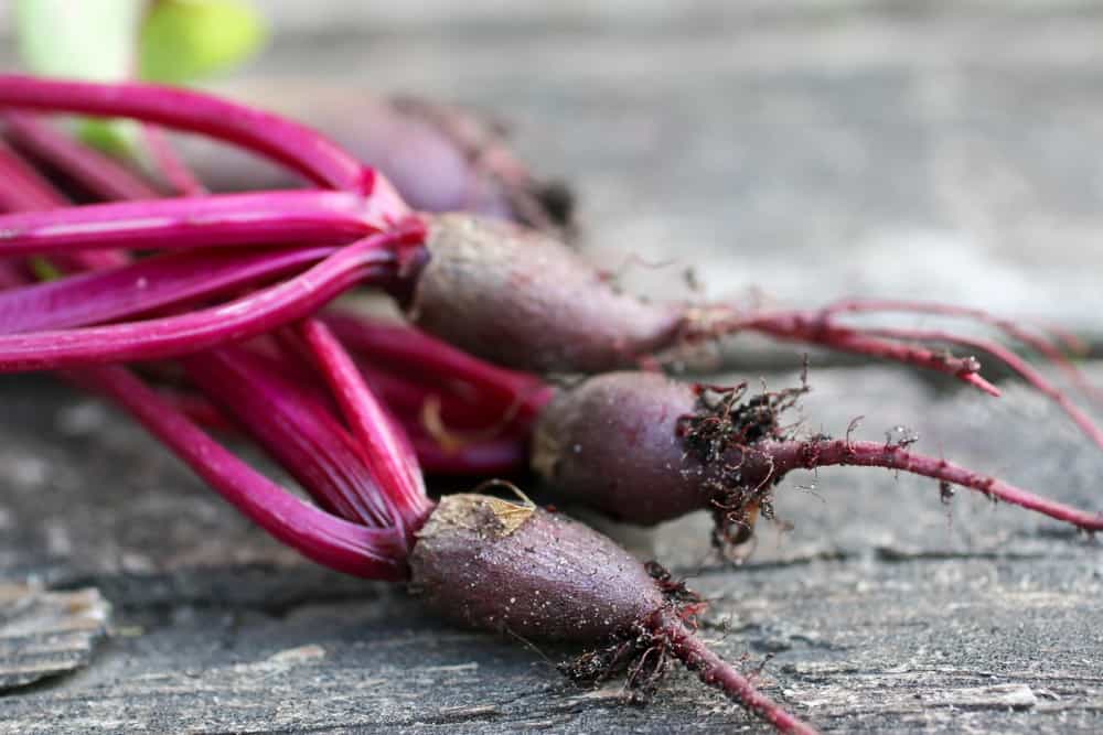 Harvesting Young Beetroot