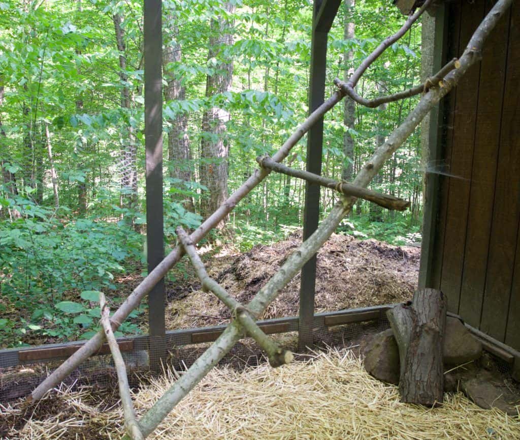 A chicken roost made from tree branches inside a chicken coop.