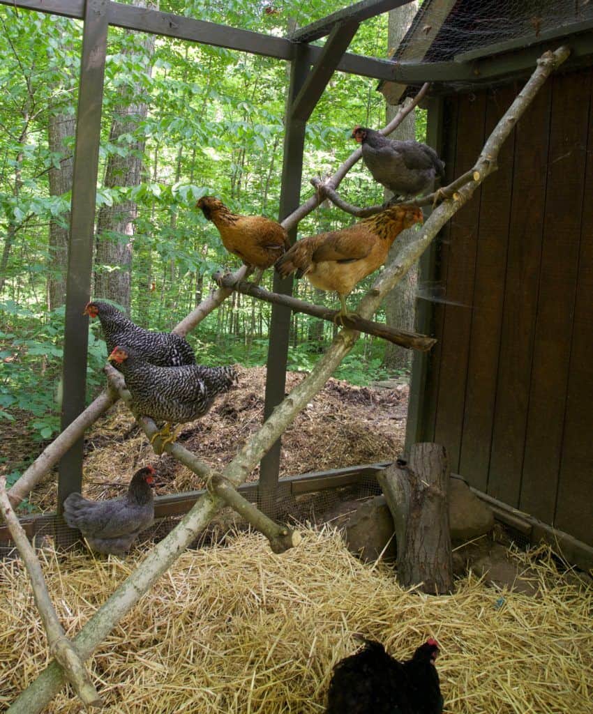 Several chickens sitting on the rungs of a homemade chicken roost in a chicken coop.