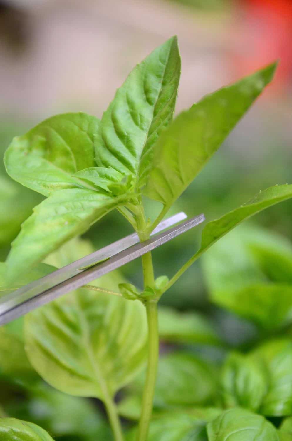 How to Prune Basil for Big, Bushy Basil Plants (With Photos)