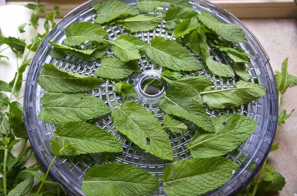 Drying mint leaves on a dehydrator