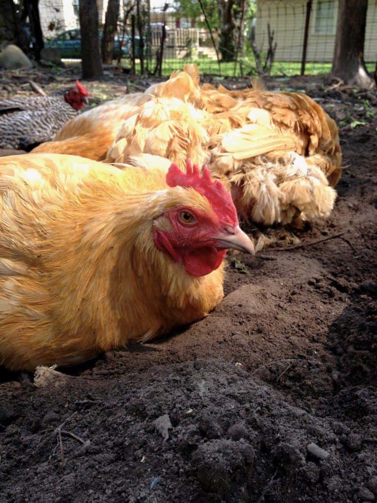 Chicken relaxing in their dust bath