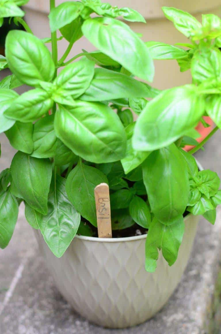 How to Prune Basil for Big, Bushy Basil Plants (With Photos)