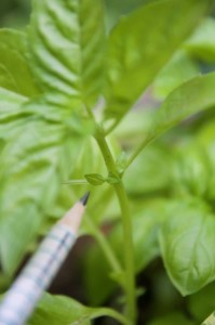 How to Prune Basil for Big, Bushy Basil Plants (With Photos)