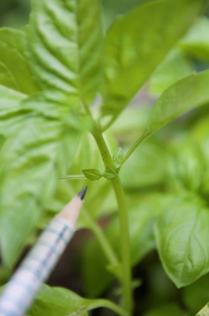 Identify the spot on the basil plant where tiny leaves are forming.