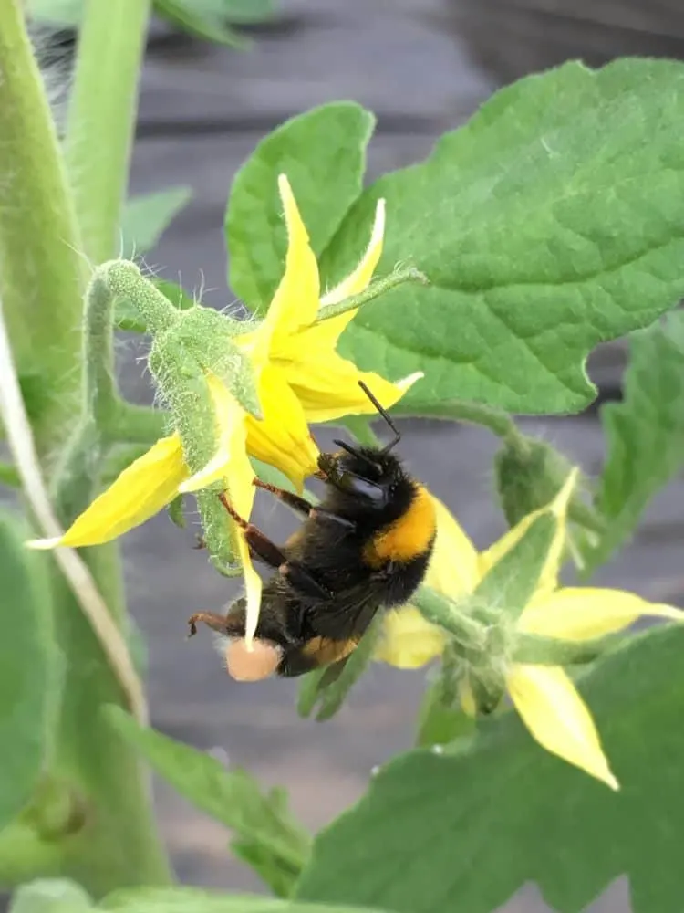 A bee pollinating a tomato flower.