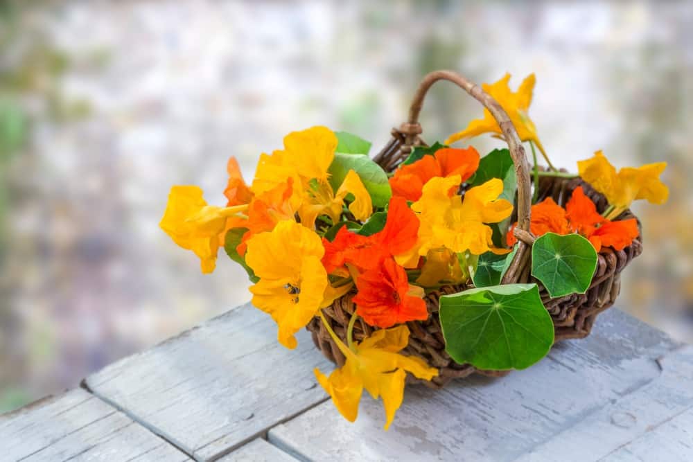 A basket of nasturtium flowers and leaves harvested from the garden. 