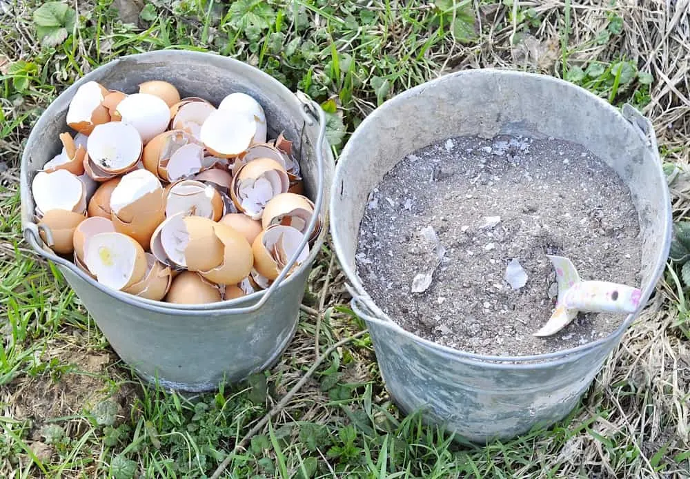 A bucket of egg shells and a bucket of wood ash.