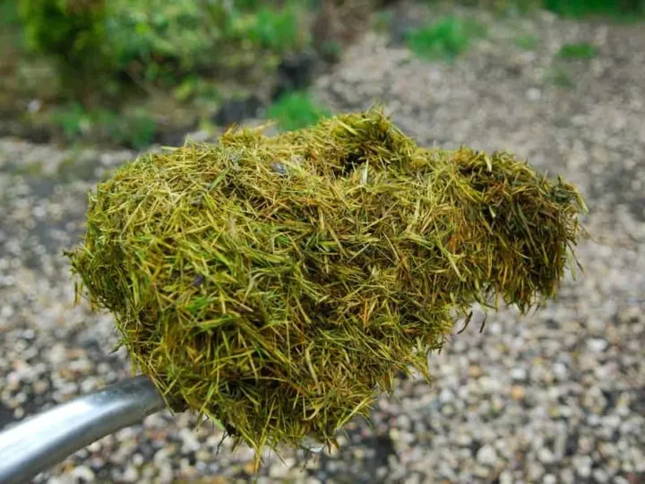 15 Brilliant & Unusual Ways To Use Grass Clippings