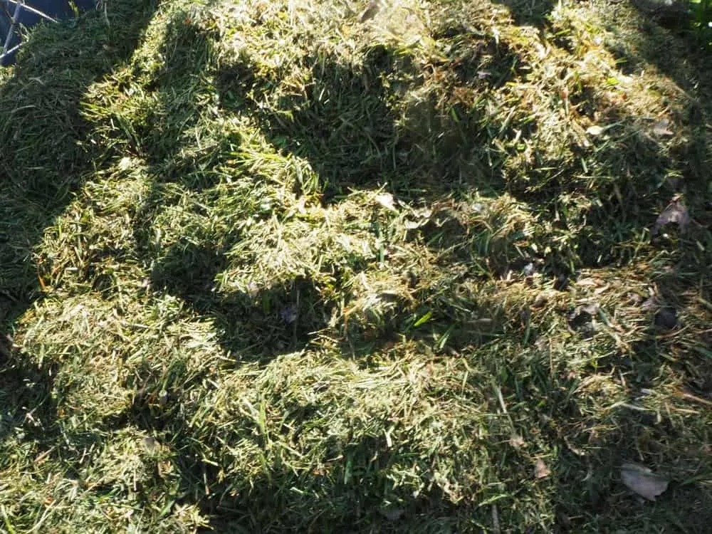 Grass clippings added to compost pile