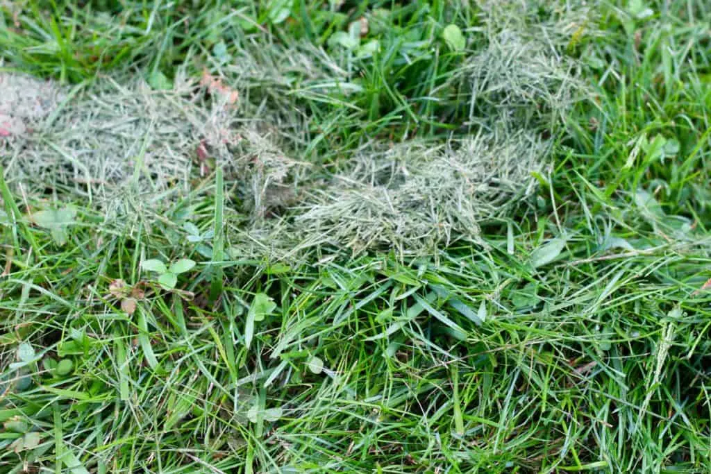 Grass clippings left on the lawn