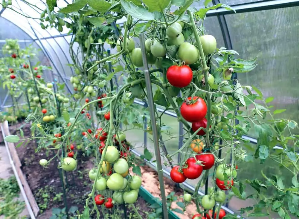 Tomatoes growing in the greenhouse