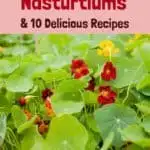 5 Reasons To Grow Nasturtiums & 10 Delicious Nasturtium Recipes
