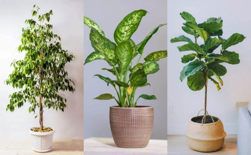 10 Beautiful You Can Grow Indoors