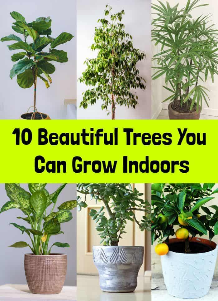10 Beautiful Trees You Can Grow Indoors