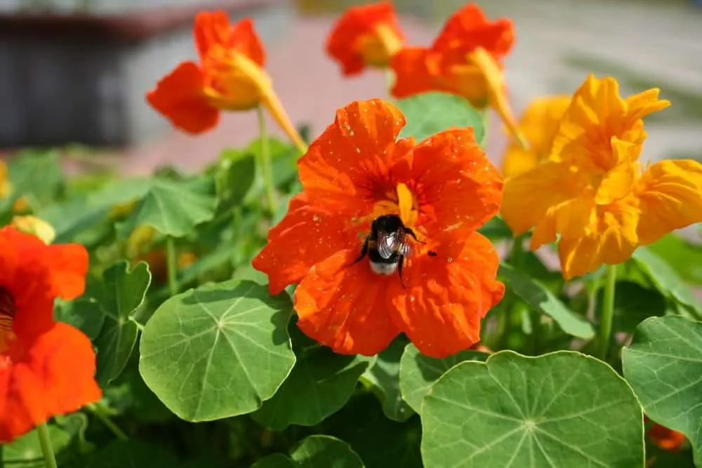 A bumblebee enjoying an orange nasturtium flower